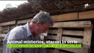 Moarte misterioasă la Brăila! Zeci de oi şi găini, ucise de un animal pe care NIMENI nu l-a văzut!