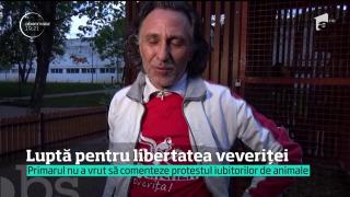 Bistrițenii vor să elibereze singura veveriță care a mai rămas captivă în oraş