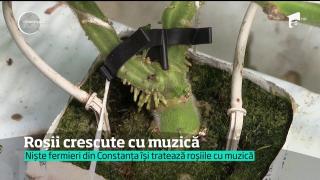 Gust românesc, obţinut cu acorduri fine! Roșiile sunt tratate cu muzică, la Constanța