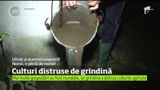GRINDINA face RAVAGII în Mehedinţi şi Gorj! Sute de metri pătraţi de culturi au fost DISTRUSE