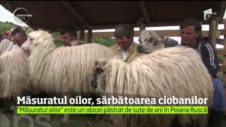 Sărbătoare în Poiana Ruscă: Ciobanii şi-au dat întâlnire la "Măsuratul oilor", obicei păstrat de sute de ani