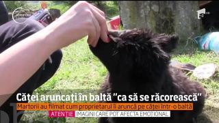 Cruzime fără margini. Un bărbat din Dej, surprins când chinuia doi căţeluşi. Ce s-a întâmplat cu animalele