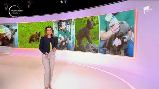 Pui de urs părăsit de mamă, salvat de la moarte! Animăluţul a fost găsit într-o pădure din Harghita