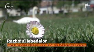 Primăria din Făgăraş scoate ceva la vânzare! Mai precis, la licitaţie. Nişte lebede!