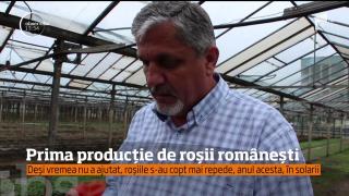 Primele roşii româneşti au apărut deja, în pieţe, în ciuda vremii capricioase!