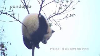 Cel mai leneş urs din lume? Un panda a rămas blocat într-un copac şi nici măcar nu a încercat să se salveze (VIDEO)