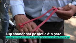 Panică la Craiova! Un lup s-a plimbat nestingherit pe aleile parcului din centrul oraşului