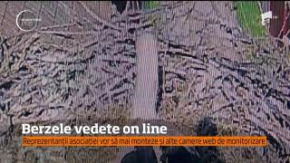 Puii de barză dintr-un sat din Mureş, vedete pe internet! Localnicii se uită online la primele lecţii de zbor