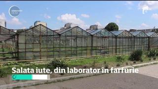 În curând vom mânca salată care creşte cu gust picant. Şi vinete albe! Soiurile unice au fost create în România