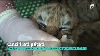 Cinci pui de tigru au venit pe lume în China! Imaginile au ajuns virale!
