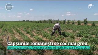Căpşunele româneşti se coc mai greu! Vremea capricioasă de anul acesta le-a pus beţe în roate agricultorilor!