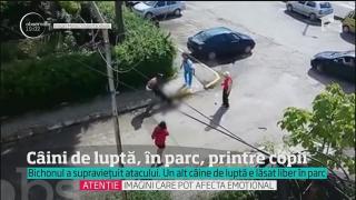 Scene șocante la Târgoviște. Un câine de luptă SFÂȘIE un bichon, pe stradă. Un alt pitbull, filmat în parc, printre copii!