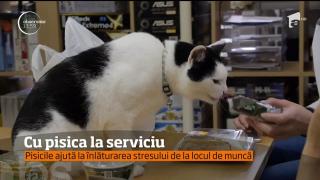 Ca să scape de stres la locul de muncă, japonezii sunt primiţi la birou cu tot cu pisica!