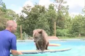 URSULEŢUL mai stăpân pe placa de surf decât mulţi oameni!