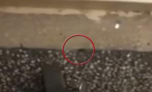 În reabilitare de un an şi jumătate, secţia de pediatrie de la Spitalul Judeţean din Pt. Neamţ e plină de gândaci, care mişună printre copiii internaţi aici