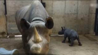 Rinocerul negru Moyo, principala atracţie a unei grădini zoologice din Statele Unite!