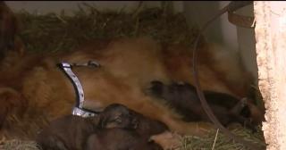 Salvare miraculoasă! Mai mulţi căţeluşi au scăpat cu viaţă după ce o tornadă le-a lovit adăpostul (VIDEO)