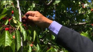 Cireșele autohtone nu mai ajung în coşurile românilor! Fructele din import au ocupat tarabele piețelor