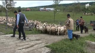 Protest cu oi și vaci în Argeş! Un cioban şi-a dus animalele în faţa Primăriei, supărat pe autorităţi