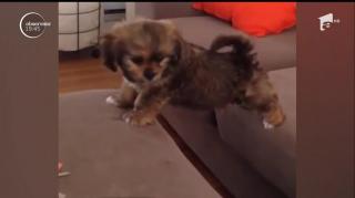 Milo, căţeluşul neînfricat! Ghemul de blană dă o adevărată lecţie de curaj (VIDEO)