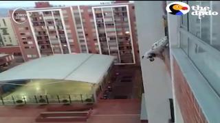 Emoționant! Și-a riscat viața pentru a salva dalmațianul vecinului!