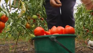 Tratate sau netratate? Cum recunoaştem roşiile pe care le cumpărăm