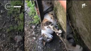 Pompierii de la descarcerare din Constanţa, intervenţie inedită! Au salvat o pisică gestantă