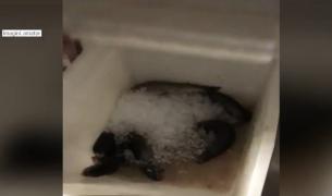 Te duci la mare cu avionul din această vară, dar, atenţie, tocmai a fost descoperit peşte stricat, într-o cherhana!