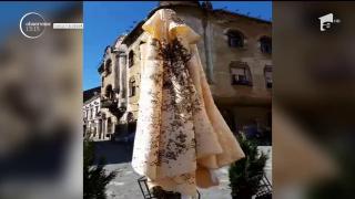 Sperietură groaznică în centrul Timişoarei! Un roi de albine a creat panică printre clienţii unei terase