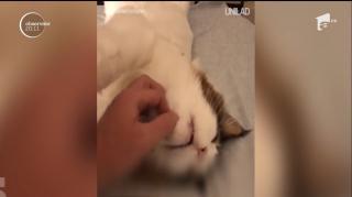 JOBUL IDEAL. O clinică veterinară angajează mângâietor de feline! Salariul oferit a atras peste 180.000 de doritori