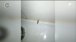 INVAZIA GÂNDACILOR, la Pediatrie, la cel mai mare spital din Arad! Mamele fac de veghe noaptea, ca nu cumva gândacii să se urce pe copiii bolnavi, care dorm