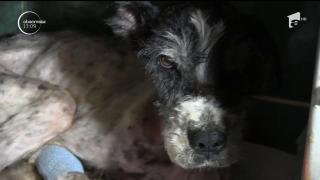 Povestea unui biet CĂŢEL ABANDONAT sfâşie inimi şi stârneşte REVOLTĂ