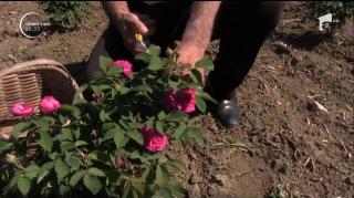 Petale de trandafiri de Damasc, în dulceaţă, la Piatra Olt