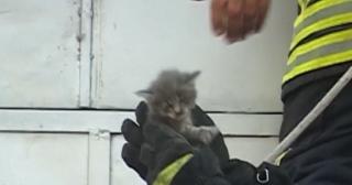 Un pui de pisică a fost salva de pompierii din Timişoara, după ce rămăsese blocat într-o conductă