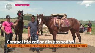 Cel mai rapid cal a fost premiat la Tulcea! Concursul este o tradiţie de zeci de ani