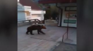Urşii bagă spaima în locuitorii din Băile Tuşnad. Animalele dau iama în gospădăriile oamenilor, în căutare de hrană (VIDEO)