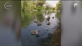 Primăria oferă RECOMPENSĂ pentru PUII DE LEBĂDĂ  furaţi dintr-unul parc din Capitală!