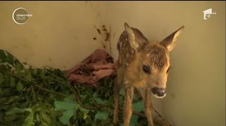 Un pui de căprioară a fost salvat dintr-o pădure din Bistriţa Năsăud, în a doua zi de Rusalii!