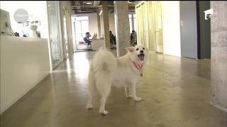 Mai multe companii americane au permis angajaţilor să vină la muncă însoţiţi de cîinii lor şi au descoperit beneficiile acestei decizii