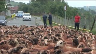Mii de oi pe străzile din Curtea de Argeş! Trei ciobani le-au adus în oraş pentru că nu au unde să le ducă la păscut