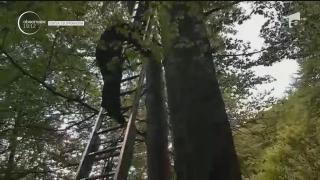 Un turist francez a rămas agăţat cu parapanta într-un copac, la Sinaia