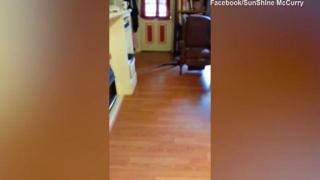 Curajul ei a devenit viral pe internet! O femeie a devenit vedetă în online, după ce a capturat un şarpe, care s-a strecurat în casa sa (VIDEO)