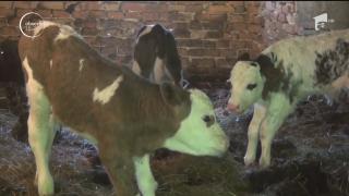 Moment extrem de rar într-un sat din Maramureş! O văcuţă a adus pe lume patru viţeluşi