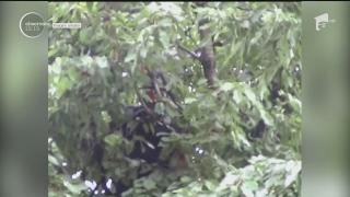 Scena "La Cireşe", varianta dintre blocuri. Peripeţia unui puşti din Bacău s-a încheiat cu o intervenţie în forţă a pompierilor