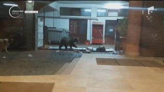 Musafir neobişnuit la un hotel din Argeş! Un urs și-a făcut apariția prin preajma recepției (VIDEO)