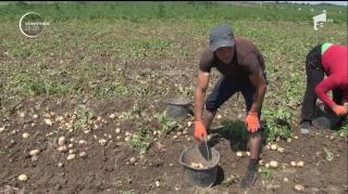 Muncă grea, pe bani puţini! Agricultorii vând un kilogram de cartofi cu prețuri cuprinse între 25 și 50 de bani