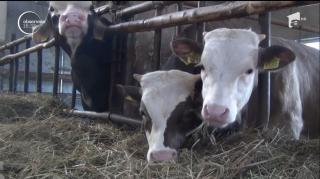 Poveste de succes la Alba. Maramureșeanul Ioan Pop vinde arabilor viţei de peste 300 de kilograme