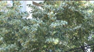 A vrut să îşi ajute părinţii să câştige un ban, dar a ajuns în stare gravă la spital. Un copil a căzut din pom, în timp ce culegea tei