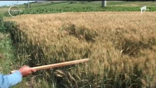 Clipe de groază în Vaslui! Un bărbat a fost atacat de mistreţ! A ajuns la spital cu un umăr dislocat şi răni la picior