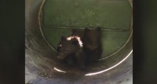 Ursoaica și cei trei pui care amenințau turiștii Cetății Poenari au fost prinși și mutați